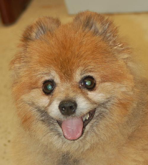 Taski the Pomeranian