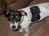 Elwood the Rat Terrier