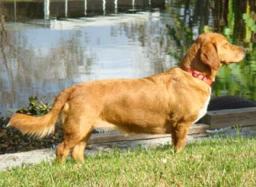 Golden basset sale mix