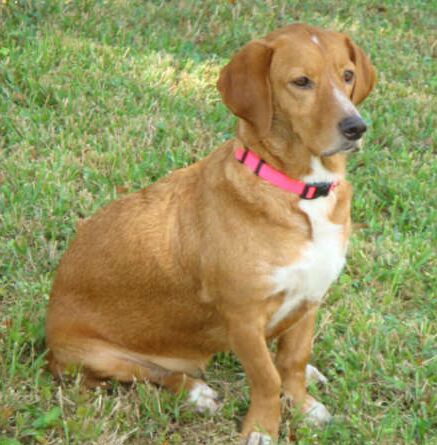 Golden basset sale hound