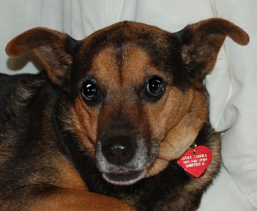 Lucky the Manchester Shepherd