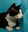 Freddy the Front DeClawed Handsome Boy