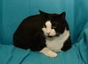 Freddy the Front DeClawed Handsome Boy