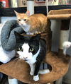 Freddy the Front DeClawed Handsome Boy
