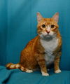 Chucky the Orange Front Declawed Boy