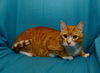Chucky the Orange Front Declawed Boy