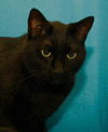 Edgar the Front Declawed Boy
