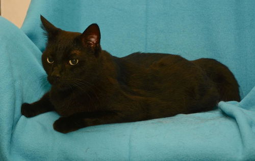 Edgar the Front Declawed Boy