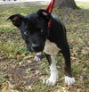 Ty the Puppy