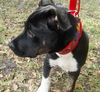 Ty the Puppy