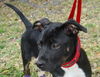 Ty the Puppy