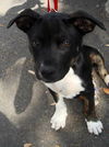 Ty the Puppy