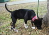 Ty the Puppy