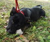 Ty the Puppy