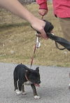 Ty the Puppy