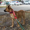 Leila the Puppy
