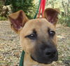 Leila the Puppy