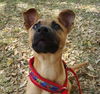Leila the Puppy
