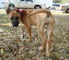 Leila the Puppy