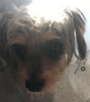 Harvey