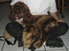 Fredrick Teddi the Cocker Spaniel