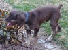 Fredrick Teddi the Cocker Spaniel