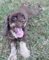 Fredrick Teddi the Cocker Spaniel