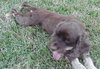 Fredrick Teddi the Cocker Spaniel