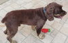 Fredrick Teddi the Cocker Spaniel