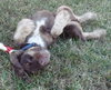 Fredrick Teddi the Cocker Spaniel
