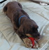 Fredrick Teddi the Cocker Spaniel