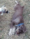 Fredrick Teddi the Cocker Spaniel