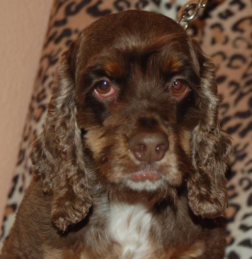Fredrick Teddi the Cocker Spaniel