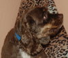 Fredrick Teddi the Cocker Spaniel