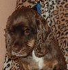 Fredrick Teddi the Cocker Spaniel