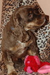 Fredrick Teddi the Cocker Spaniel