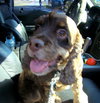 Fredrick Teddi the Cocker Spaniel
