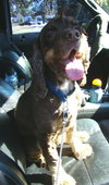 Fredrick Teddi the Cocker Spaniel