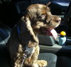 Fredrick Teddi the Cocker Spaniel