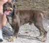 Fredrick Teddi the Cocker Spaniel
