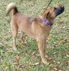 Timble the Shepherd