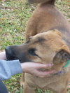 Timble the Shepherd
