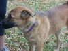 Timble the Shepherd