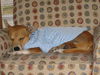 Zoey the Laid Back