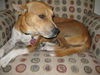 Zoey the Laid Back