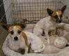 Jasper A BONDED PAIR*