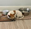 Jasper A BONDED PAIR*