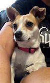 Jasper A BONDED PAIR*