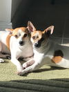 Jasper A BONDED PAIR*