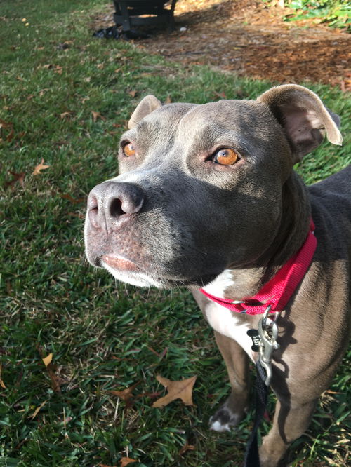 Hazel